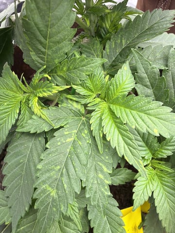 First Grow – Learning Every Day — vegetative, day 3