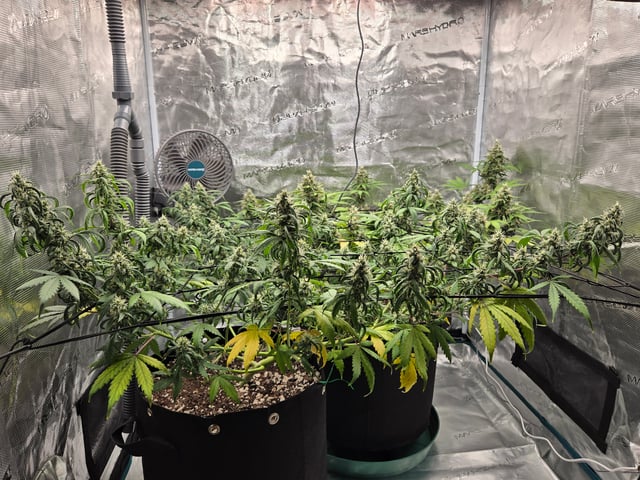3rd Grow 3x3 tent — flower, day 65