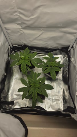Original 1990 genetics  — vegetative, day 27