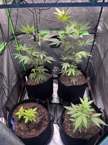 2026 Grow — vegetative, day 46