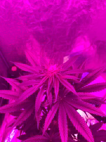 my grow — flower, day 20