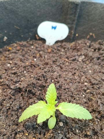 OG KUSH — germination, day 10