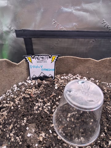 Piggy Stardust — grow_setup, day 2