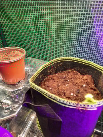 Blackberry kush — germination, day 1