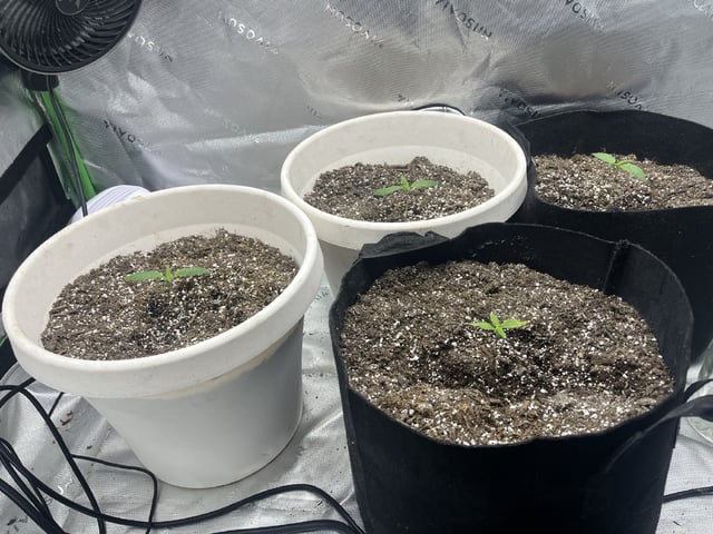 Autoskunk and OG Kush — seedling_rooting, day 11