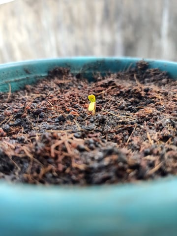 Local Kaliganan Bricks — seedling_rooting, day 2