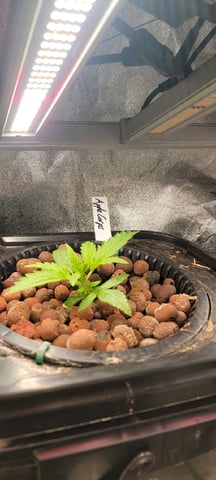 My First Grow — vegetative, day 24