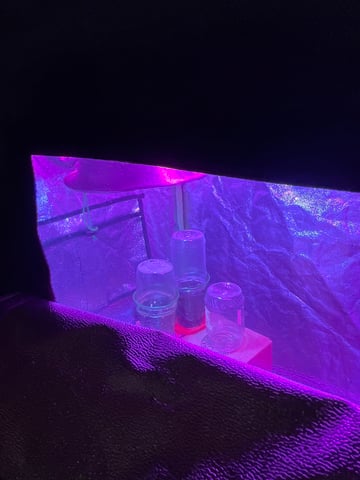 Lavender and Anesthesia Auto — seedling_rooting, day 7