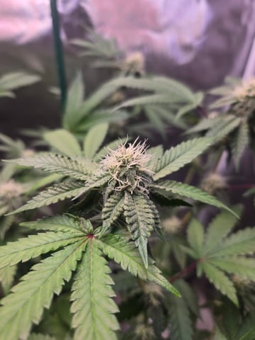 Looking for advice! — flower, day 72