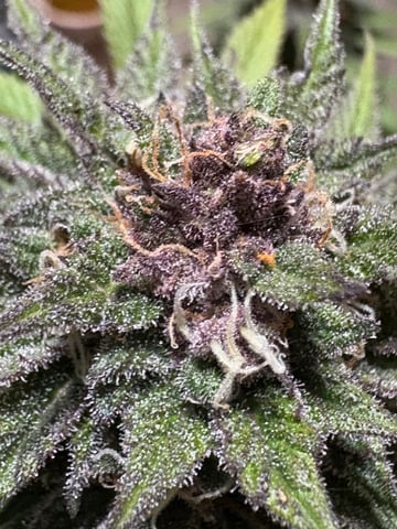 second grow — flower, day 69