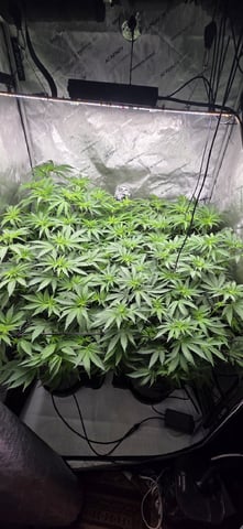 Maple Nectar  — flower, day 51