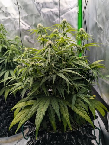 Titan F1 grow  — flower, day 50