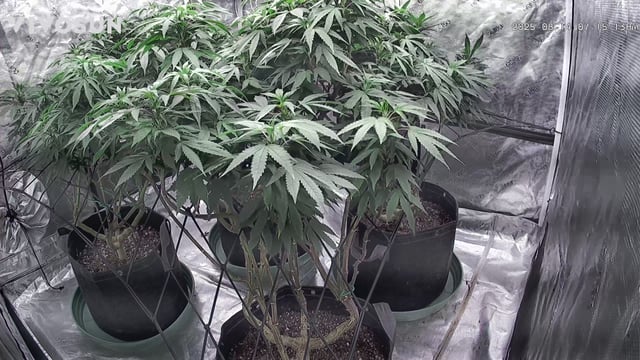 outdoor start/indoor 2025 — flower, day 149