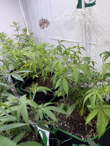 indoor tent  — vegetative, day 13