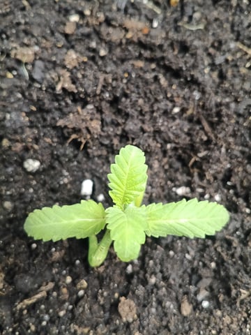 OG KUSH — seedling_rooting, day 11