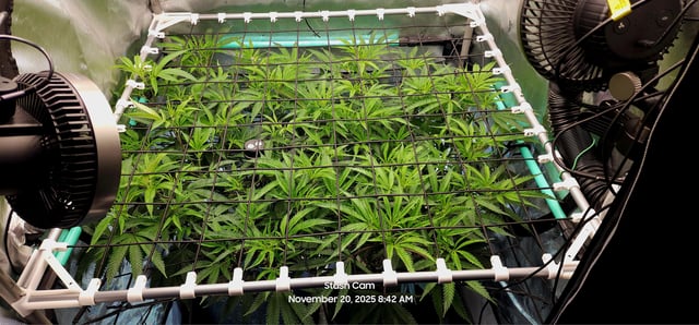 Tester Strain #1  — vegetative, day 80