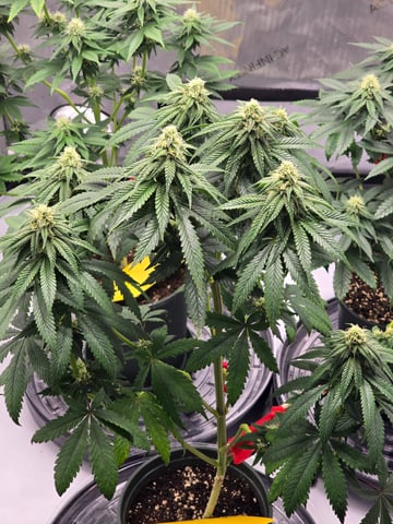 Homegrown - 🍒 🥧 & GSC Auto, 🚀 Seeds 🍌 Buttercups  — flower, day 57