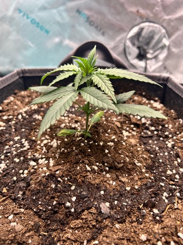 First Ever Grow GT — vegetative, day 27