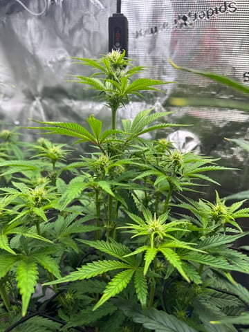 wedding cake auto FIRST GROW! — flower, day 43