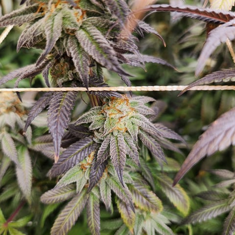 true genetics  — flower, day 75