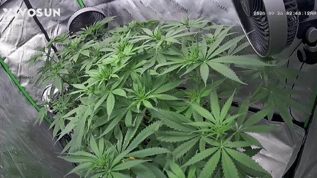 B.P, E.G, B.F, Chama! — flower, day 59