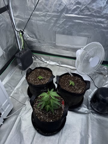 Late Season Start  — vegetative, day 11