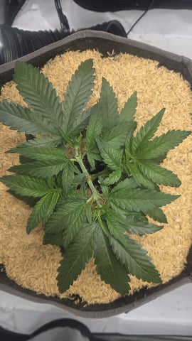 lilac diesel Rbx2 — vegetative, day 38