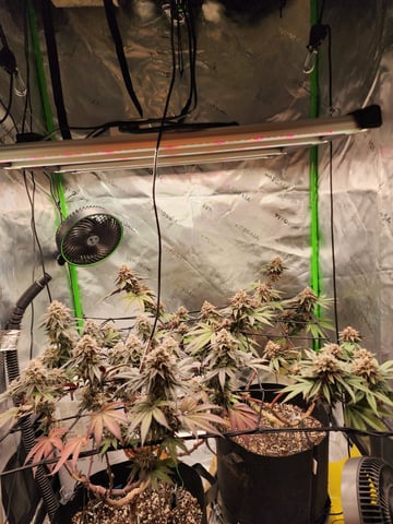 trap n pink — flower, day 127