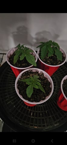 "NO CHEMA CUH" — seedling_rooting, day 17