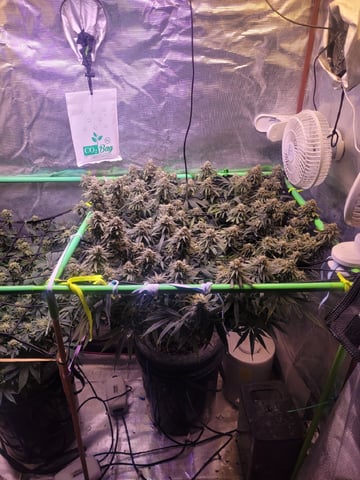 6th Grow
