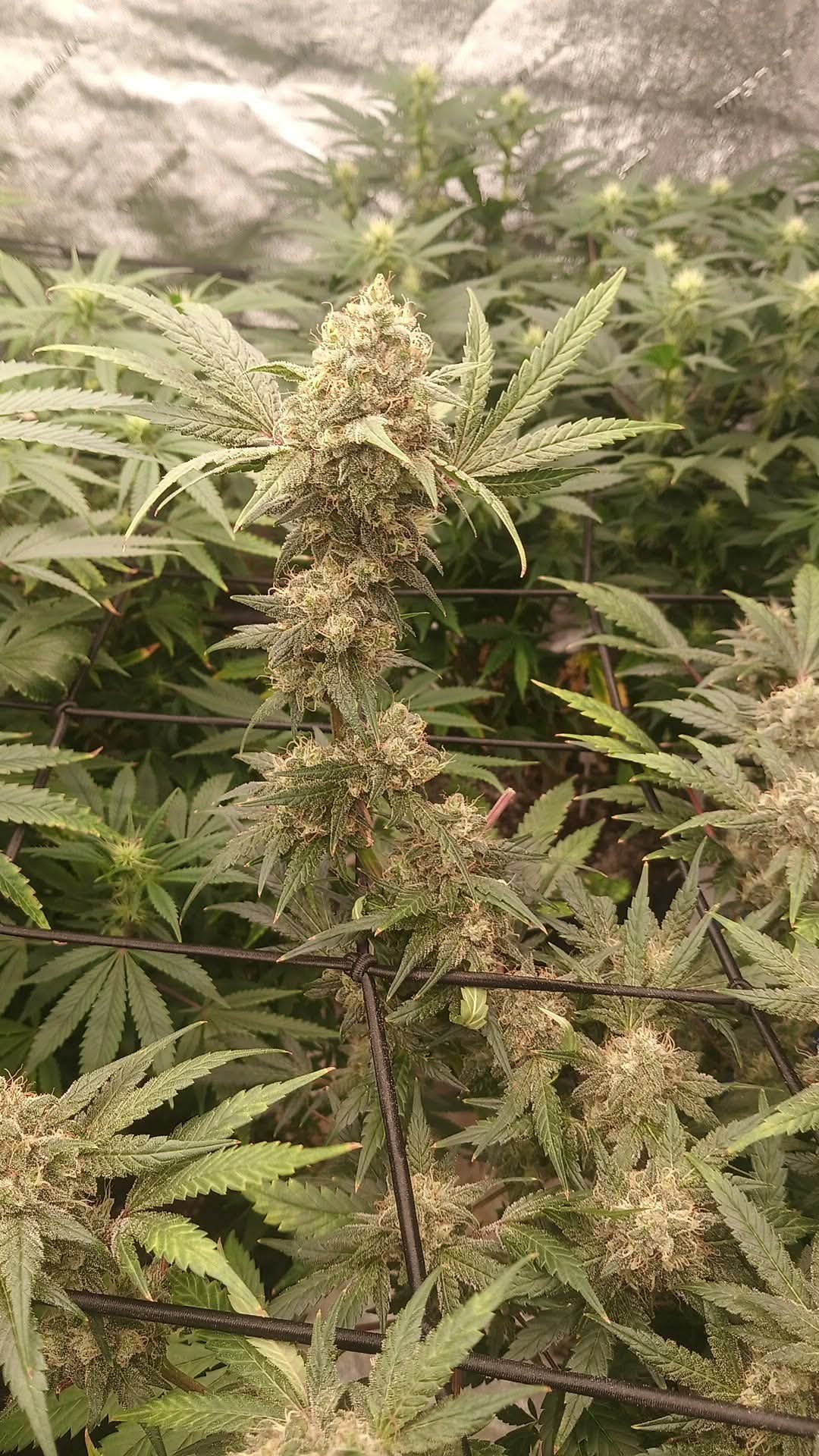 Perpetual New Strains 