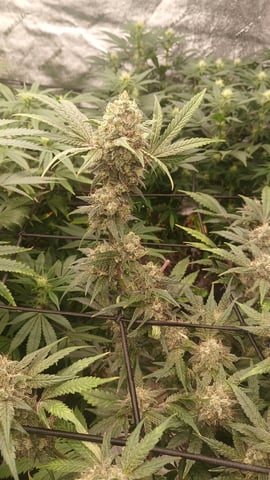 Perpetual New Strains  — grow_setup, day 1