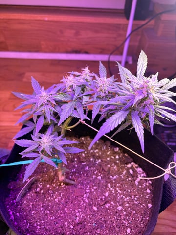 Northern Lights & Quick One  — flower, day 26