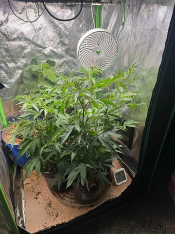 Second Indoor (all Clones)