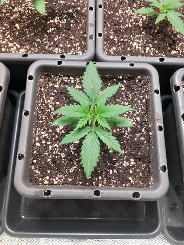 Critical Feminisiert Ganjafarmer  — vegetative, day 21