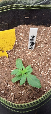 First Grow with the new setup  — seedling_rooting, day 12