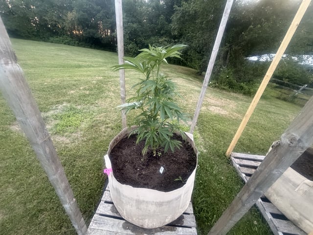 2026 Grow