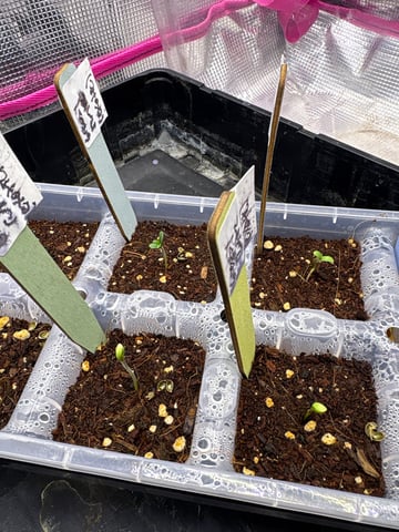 Grow #2 2x2x4 — germination, day 5