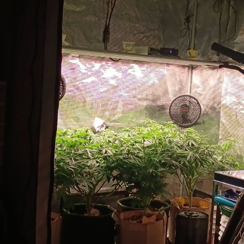 TentPlantLightFan — flower, day 87