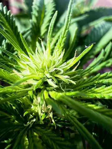 Sour Glue — flower, day 76