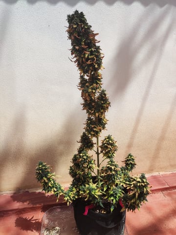 🍁Segunda Hornada — auto, day 14