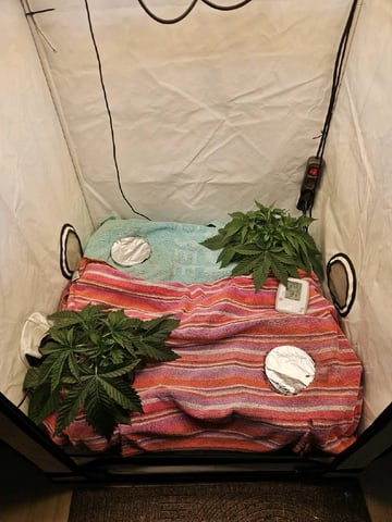 PITA — vegetative, day 33