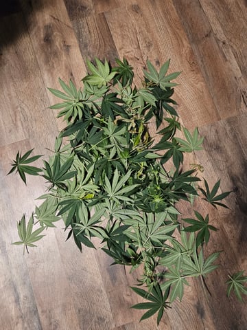 Sour Patch Kids — flower, day 5