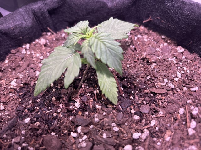 My First Grow — vegetative, day 22