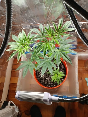 triangle kush  — vegetative, day 6