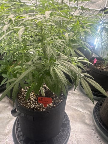  Amnesia Haze — flower, day 48