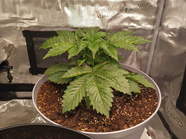 Gorilla Sherbert Feminized From Blimburn Seeds  — vegetative, day 20