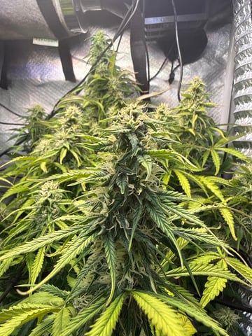 Green Crack — flower, day 1