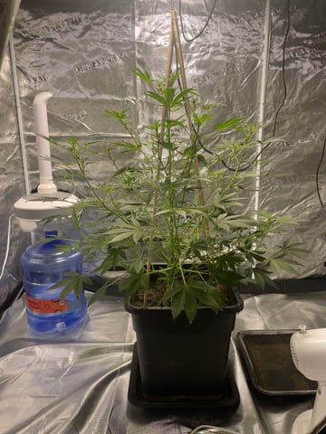 ripleys og — flower, day 45