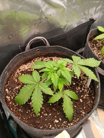 HP CC — vegetative, day 30